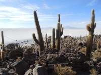 Isla Incahuasi / Salar de Uyuni