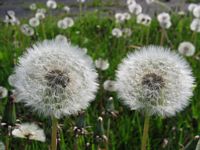 L&ouml;wenzahn / Pusteblume