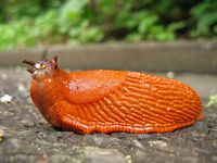 Nacktschnecke
