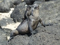 Galapagos Meerechsen / Marine Iguanas [2560x1440 | 16:9]