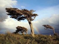 Patagonien Windfl&uuml;chter / Windswept Tree [2000x1500 | 4:3]