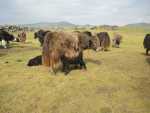 Yaks