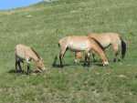 Przewalski-Pferde
