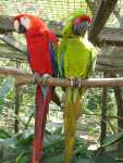 Macaw Mountain Bird Park