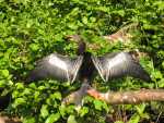 Darter, Tortuguero National Park