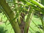 Snake, Tortuguero National Park