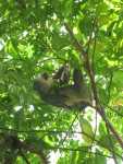 Two-toed Sloth