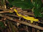 Yellow Eyelash Viper, Cahuita National Park